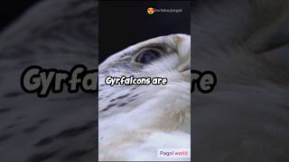 Gyrfalcon  know more unknown facts about gyrfalcon  falcon documentary  bird facts falcon birds [upl. by Sivel]