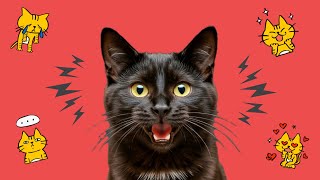 4 Sounds Cats Make and What They Mean [upl. by Anyzratak]