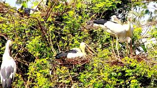 Eggciting Times The Story of a Birds Nest and Its Inhabitant  BirdsLifeCycle [upl. by Ahsekin]