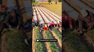 Transplant Onion Seedlings In November amp Harvest In 6 Months farming agriculture [upl. by Sydalg]