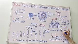 Agaricus Internal Structure of Basidiocarp and development of Basidium [upl. by Ennazor]