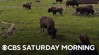 Program reintroduces previouslybelieved extinct wood bison into the US [upl. by Ainnek]