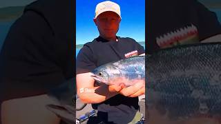 Kokanee fishing kokaneefishing catchandcook fishing [upl. by Kurman]