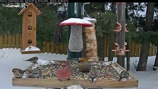 Common Redpolls Flock To Ontario Feeder – Jan 22 2017 [upl. by Attennod]