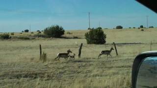 Baby Pronghorn antelope [upl. by Knowle]