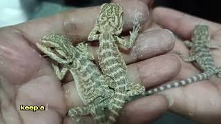 Day 2 Hatchling Bearded Dragon So Cute [upl. by Cleodel650]