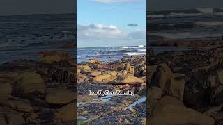 Blue Crane hugging the landscape birdinflight capetown beachlife birdlovers beach [upl. by Ateekal]