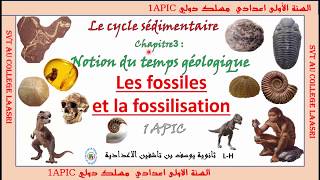 fossiles et fossilisation 1ére année du collège parcours international [upl. by Hashum]