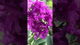 Lagerstroemia and the bees [upl. by Oakes]