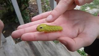 Pokemon Go Caterpie Real Life Catch [upl. by Melisandra]