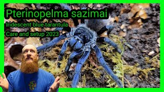 Pterinopelma sazimai Blue Tarantula  Iridescent blue tarantula  care and Husbandry [upl. by Lebasile]