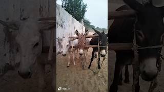 donkeys animals donkey pets shorts youtubeshorts [upl. by Blair]