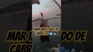 Mar infestado de cabrillas🐟🎣 viralvideo fishing fypシ゚viral foryou fyp youtubeshorts shorts [upl. by Eelatan]