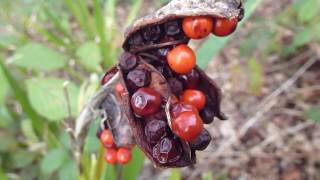 Stinking iris seeds  Iris foetidissima  íris  Skógarplanta  Villijurt  Iris [upl. by Aivilo]