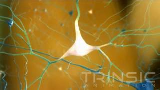 CERE110 Nerve Growth Factor Study Medical Animation [upl. by Cower]