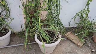 3 Dhar Hadjod Plant  my contact no 9439225488price 25L per Kg [upl. by Jennie]