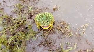 Toad Screams in Self Defence Technique [upl. by Annawal]