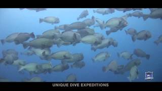 BUMPHEAD PARROTFISH SPAWNING Bolbometepon muricatum [upl. by Hung]