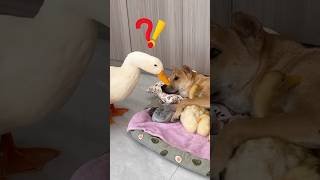 Ducks suspect that dogs steal ducklings （Click to watch the full video） [upl. by Cherlyn]