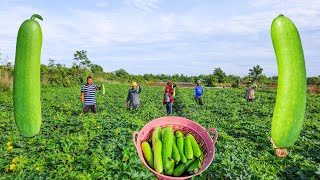 Growing and Harvesting Bottle Gourd in My Village  Easy Method for Bottle Gourd Growing From Seed [upl. by Hsirk692]