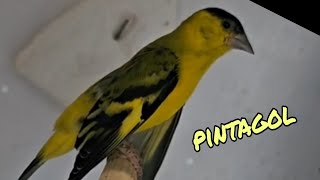 Pintagol cantando puro pintassilgo [upl. by Lledraw972]