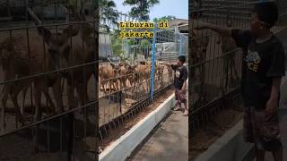 Fauna land echo park faunaland ecopark kebunbinatang fypシ゚ ytshorts lagisantaikawan [upl. by Nevlin729]