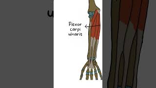 Palmaris Longus Muscle Anatomy in 60 Seconds anatomy medvidsmadesimple anatomyseries shorts [upl. by Melton]