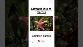 Type of starfish trending shorts aquarium [upl. by Amliw]