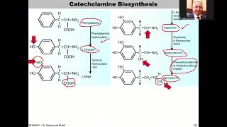 Lec8 Adrenal Hormones Slides127142 Tri [upl. by Drawyeh693]