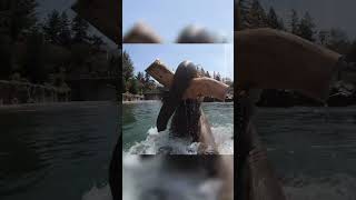 Oregon Zoo Shares Video of Elephant Enjoying a Swim [upl. by Leind]