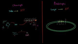 Chemotrophs vs Phototrophs EVERYTHING YOU NEED TO KNOW Biology Metabolism MCAT [upl. by Line764]