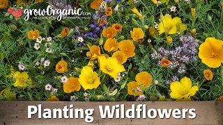 How to Plant and Grow Organic Wild Flowers [upl. by Fatma]