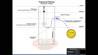 Trigeminal Lemniscus Pathway EXPLAINED  Facial Sensation [upl. by Aivek274]