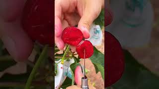 Cerise🌟 farming vegetables vine viralshorts chinese viralvideo punjabisong punjabi song [upl. by Cressler594]