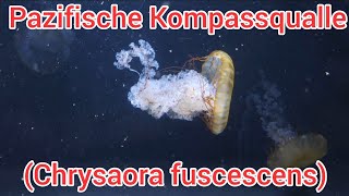 Pazifische Kompaßqualle  chrysaora fuscescens lovenature qualle pazifik [upl. by Alroi]