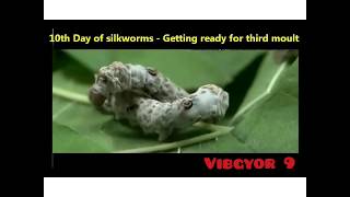 Life Cycle of Silkworm Bombyx mori on Mulberry Morus alba [upl. by Essila]