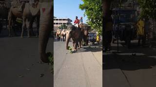 Hathi Mere Sathi shortvideo animals shortsfeed youtubeshorts 2024 [upl. by Hansiain]