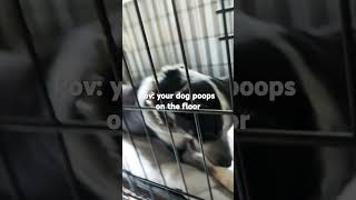 quotyour dog pooped on the floorquot funny relatable jokes [upl. by Martella]