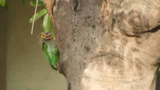 Brown  headed Barbet making nest [upl. by Touber]