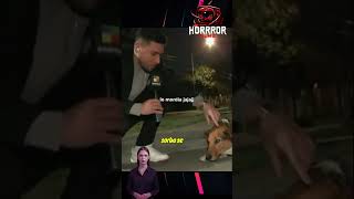 Un perro le mordió la mano a un periodista en vivo viral perrito noticias elpanteon panteon [upl. by Cynara571]