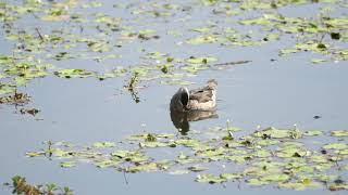 Cotton Pygmygoose 棉鴨  C0293 [upl. by Arndt230]