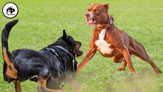 Rottweiler vs Pitbull Which Is The Better Pet [upl. by Selrac]