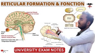 Reticular Formation  Functions of Reticular System CNS Physiology [upl. by Eatnhoj]