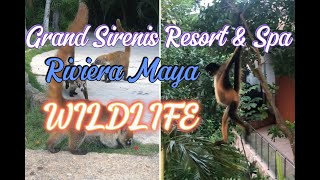 Grand Sirenis Riviera Maya Resort Wildlife TravelWorldExperiences [upl. by Twitt]