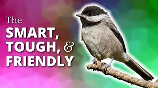 Chickadees  The Smart Tough amp Friendly [upl. by Martha]