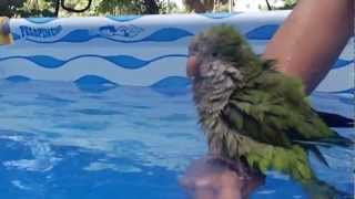 Loro Bañandose en una Pileta  Parrot taking a bath in a pool [upl. by Hagile]