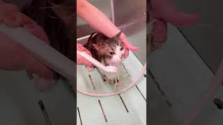 A Quick Wash cat cats catsofinstagram funny comedy youtube shorts shortvideo youtubeshorts [upl. by Wassyngton]