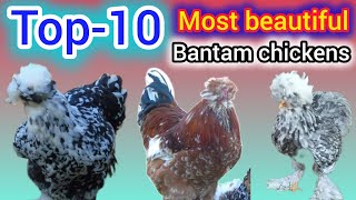 Top 10 most beautiful bantam chicken breed  park brahma chicken  game chicken  bantam chickens [upl. by Piggy168]