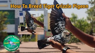 How To Breed Racing Black Tiger Grizzle Pigeon💡💯 [upl. by Rebeh]