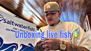 Unboxing live fish from Saltwaterfishcom [upl. by Narah917]